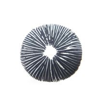 Psilocybe Amazonian sporen print